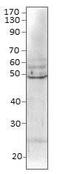 Bone Morphogenetic Protein 8b antibody, PA1-31216, Invitrogen Antibodies, Western Blot image 