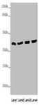 Transaldolase 1 antibody, A51941-100, Epigentek, Western Blot image 