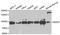 Minichromosome Maintenance Complex Component 7 antibody, orb135894, Biorbyt, Western Blot image 