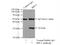 Ras suppressor protein 1 antibody, 11207-1-AP, Proteintech Group, Immunoprecipitation image 