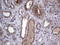 Casein Kinase 1 Epsilon antibody, LS-C338880, Lifespan Biosciences, Immunohistochemistry frozen image 