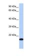 Glutathione Peroxidase 4 antibody, orb330978, Biorbyt, Western Blot image 