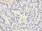 Mitotic Arrest Deficient 1 Like 1 antibody, A01137, Boster Biological Technology, Immunohistochemistry frozen image 