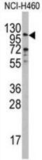 Exonuclease 1 antibody, GTX81967, GeneTex, Western Blot image 