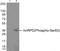 Heterogeneous Nuclear Ribonucleoprotein D antibody, 79-815, ProSci, Western Blot image 