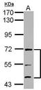 Autophagy Related 16 Like 1 antibody, PA5-34766, Invitrogen Antibodies, Western Blot image 