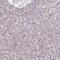 Mannose Receptor C Type 2 antibody, PA5-59810, Invitrogen Antibodies, Immunohistochemistry paraffin image 