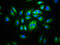 CD99 Molecule Like 2 antibody, CSB-PA840569LA01HU, Cusabio, Immunofluorescence image 