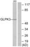Putative glycerol kinase 3 antibody, abx013603, Abbexa, Western Blot image 