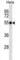 Fibrinogen Gamma Chain antibody, abx025501, Abbexa, Western Blot image 