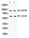 ADAM Metallopeptidase Domain 28 antibody, PA5-78726, Invitrogen Antibodies, Western Blot image 