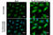 GABA Type A Receptor Associated Protein Like 2 antibody, GTX132666, GeneTex, Immunofluorescence image 