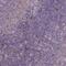 CASK Interacting Protein 2 antibody, NBP2-62674, Novus Biologicals, Immunohistochemistry paraffin image 