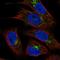 Ribitol Xylosyltransferase 1 antibody, HPA064014, Atlas Antibodies, Immunocytochemistry image 