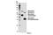 Mesothelin antibody, 65367S, Cell Signaling Technology, Western Blot image 