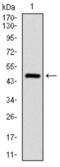 Citrulline--aspartate ligase antibody, abx011725, Abbexa, Western Blot image 