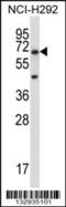 Podocalyxin Like 2 antibody, 57-151, ProSci, Western Blot image 