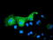 Pyrroline-5-Carboxylate Reductase 2 antibody, LS-C115757, Lifespan Biosciences, Immunofluorescence image 
