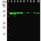 Enolase 2 antibody, M02930-2, Boster Biological Technology, Western Blot image 