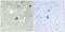 Kinesin Family Member 20A antibody, LS-C117974, Lifespan Biosciences, Immunohistochemistry paraffin image 