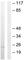 TNF Superfamily Member 9 antibody, ab64912, Abcam, Western Blot image 