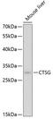 Cathepsin G antibody, GTX32491, GeneTex, Western Blot image 