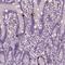 Retinoschisin antibody, PA5-66264, Invitrogen Antibodies, Immunohistochemistry frozen image 