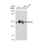 BCL2 Like 11 antibody, GTX01542, GeneTex, Western Blot image 