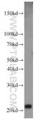 MYC Associated Factor X antibody, 10426-1-AP, Proteintech Group, Western Blot image 