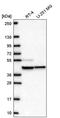 Mitochondrial Ribosomal Protein S27 antibody, PA5-67197, Invitrogen Antibodies, Western Blot image 