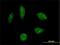 KH-Type Splicing Regulatory Protein antibody, H00008570-M01, Novus Biologicals, Immunofluorescence image 