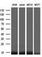 FKBP Prolyl Isomerase 1A antibody, GTX84492, GeneTex, Western Blot image 