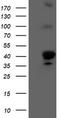 Heme Oxygenase 2 antibody, TA503821, Origene, Western Blot image 