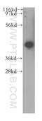 Ubiquitin Like 7 antibody, 11564-1-AP, Proteintech Group, Western Blot image 