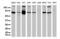 10-formyltetrahydrofolate dehydrogenase antibody, UM570039, Origene, Western Blot image 