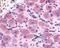 Transient Receptor Potential Cation Channel Subfamily A Member 1 antibody, 48-380, ProSci, Immunohistochemistry frozen image 