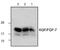 Fibroblast Growth Factor 7 antibody, PA1-32177, Invitrogen Antibodies, Western Blot image 