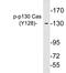 BCAR1 Scaffold Protein, Cas Family Member antibody, LS-C291513, Lifespan Biosciences, Western Blot image 