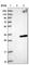 Ankyrin Repeat Domain 46 antibody, HPA013758, Atlas Antibodies, Western Blot image 