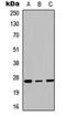 Homeobox C6 antibody, orb256607, Biorbyt, Western Blot image 