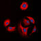 Collagen Type XI Alpha 1 Chain antibody, GTX55142, GeneTex, Immunofluorescence image 