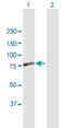 Fem-1 Homolog A antibody, H00055527-B01P, Novus Biologicals, Western Blot image 