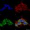 Receptor Accessory Protein 2 antibody, SMC-482D, StressMarq, Immunofluorescence image 