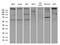 Mechanistic Target Of Rapamycin Kinase antibody, LS-C790742, Lifespan Biosciences, Western Blot image 