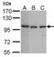 Tankyrase 2 antibody, PA5-28069, Invitrogen Antibodies, Western Blot image 