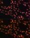 SUZ12 Polycomb Repressive Complex 2 Subunit antibody, GTX64485, GeneTex, Immunofluorescence image 