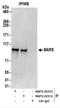 Methionyl-TRNA Synthetase antibody, NBP2-22312, Novus Biologicals, Immunoprecipitation image 