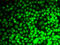 Cyclin E2 antibody, 22-644, ProSci, Immunofluorescence image 