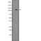 PMS1 Homolog 2, Mismatch Repair System Component antibody, abx146849, Abbexa, Western Blot image 