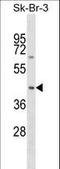 Sorting Nexin 7 antibody, LS-C159059, Lifespan Biosciences, Western Blot image 